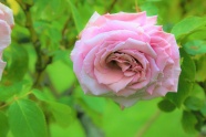 粉色玫瑰花朵摄影图片