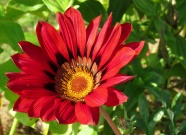 红色杂色菊花朵图片