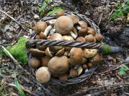森林采摘食用蘑菇图片