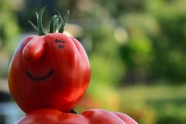另类番茄蔬菜图片