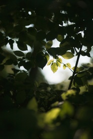 非主流绿色树叶意境图片