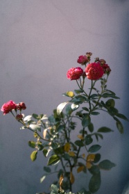 红色康乃馨花高清图片