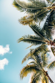 蓝天白云椰子树唯美图片