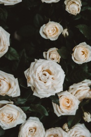 白色玫瑰花高清图片素材