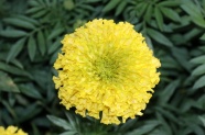 万寿菊黄色花朵图片