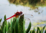 漂亮红色蜻蜓图片
