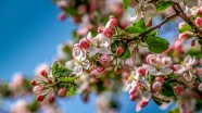 苹果花枝花朵摄影图片
