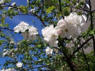 白色苹果花朵图片