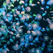 海洋中的大量水母图片
