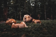 三只野生狮子图片