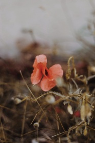 非主流花朵唯美图片