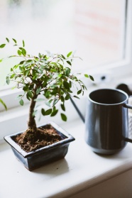 桌面盆栽植物图片