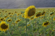 田野向日葵花海观赏图片