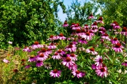 野生紫色松果菊图片