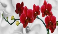 红色蝴蝶兰花朵图片