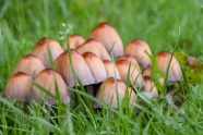 草地蘑菇朵摄影图片