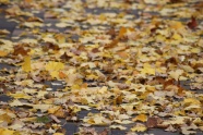 秋季满地枯黄落叶图片