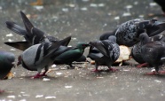 一群鸽子进食图片
