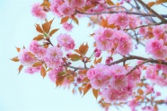 樱花枝粉色樱花花朵图片