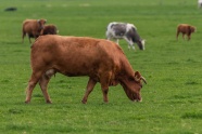 棕色奶牛放牧图片