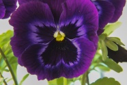 紫色三色堇鲜花图片