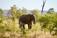 大象在森林图片