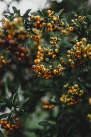 火棘果树植物特写图片