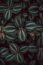 圆绿色叶子植物图片