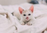 可爱呆萌白色幼猫图片