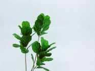 绿色圆叶子植物图片