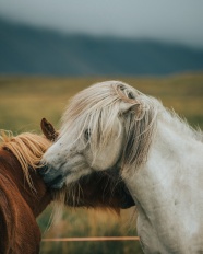 两匹马亲昵的图片