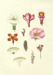 花朵绘画素材图谱图片