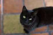 纯黑猫高清图片