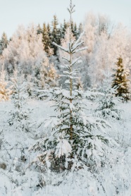 冬日白雪风景图片