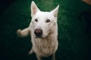 白色迦南犬图片