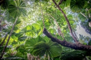 热带雨林绿叶图片