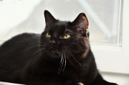 高冷黑色猫咪图片