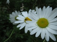 白色雏菊花微距图片