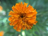 一朵橙色万寿菊图片