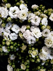 淡雅白色花朵图片
