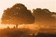茂盛树木黄昏风景图片
