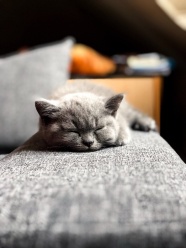 可爱蓝猫睡觉图片