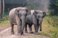 两只大象并排行走图片