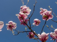 粉色木兰花花朵图片