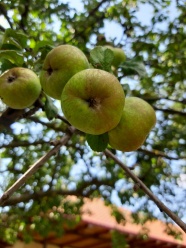 绿色苹果高清照片