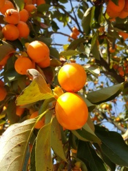 秋天橘子成熟图片
