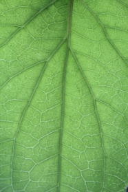 绿色树叶叶脉微距图片