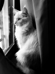 黑白可爱长毛猫图片