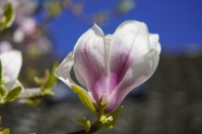 微距木兰花花朵图片