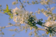 漂亮白色樱花图片